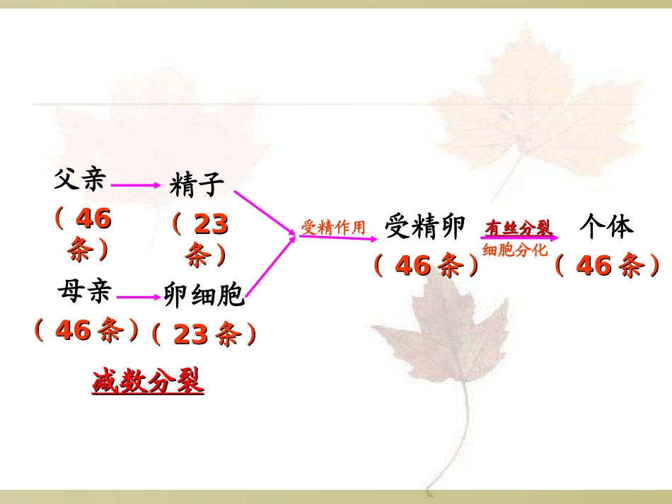 第1节+减数分裂和受精作用56张_第3页
