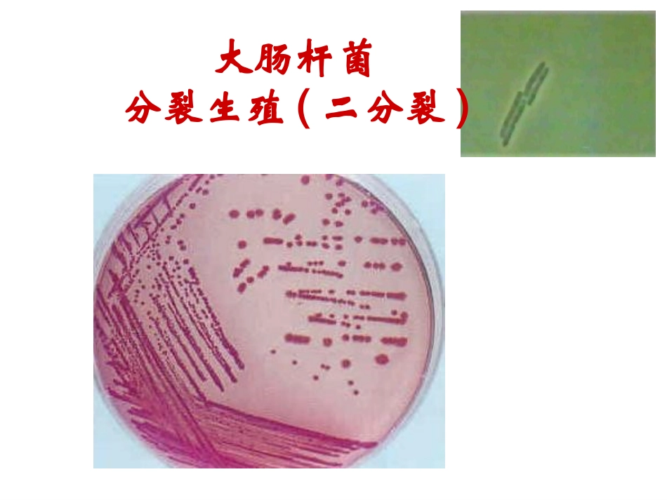 种群数量的变化_第3页