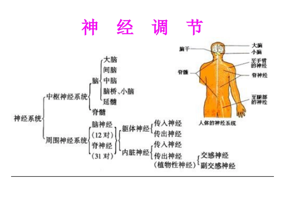 神经调节激素调节幻灯片_第2页