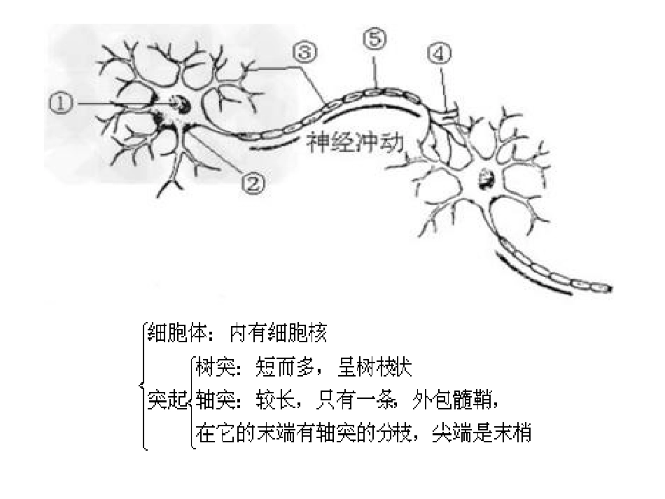 神经调节激素调节幻灯片_第3页