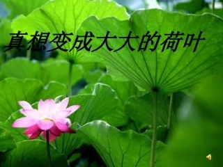 真想变成大大的荷叶