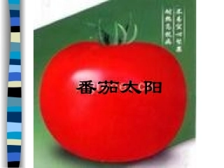 番茄太阳演示文稿