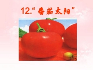 番茄太阳 (3)
