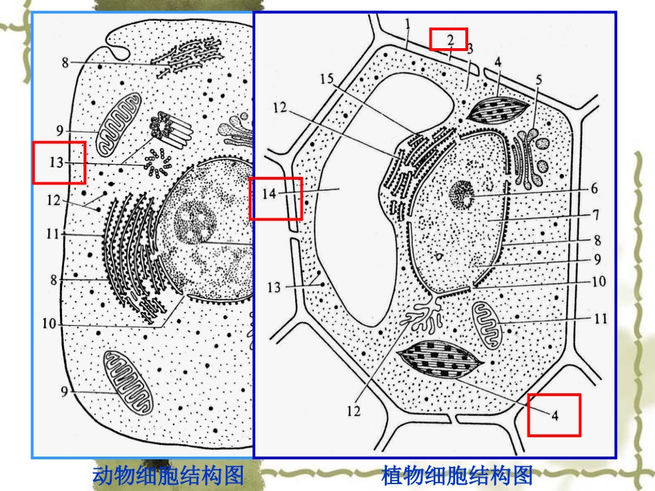 用细胞核——系统的控制中心1_第2页