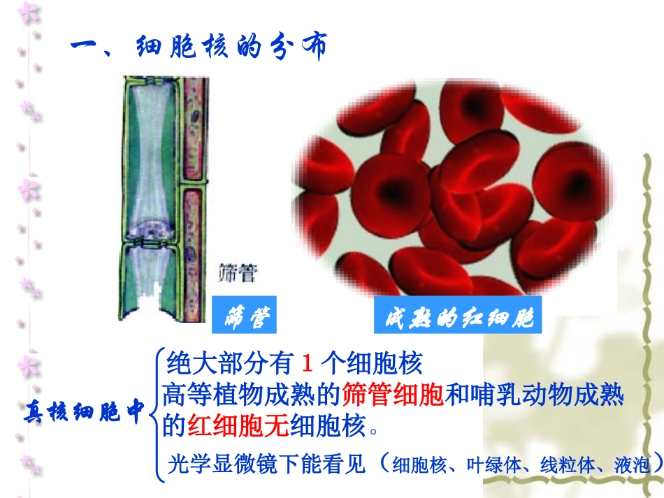 用细胞核——系统的控制中心1_第3页