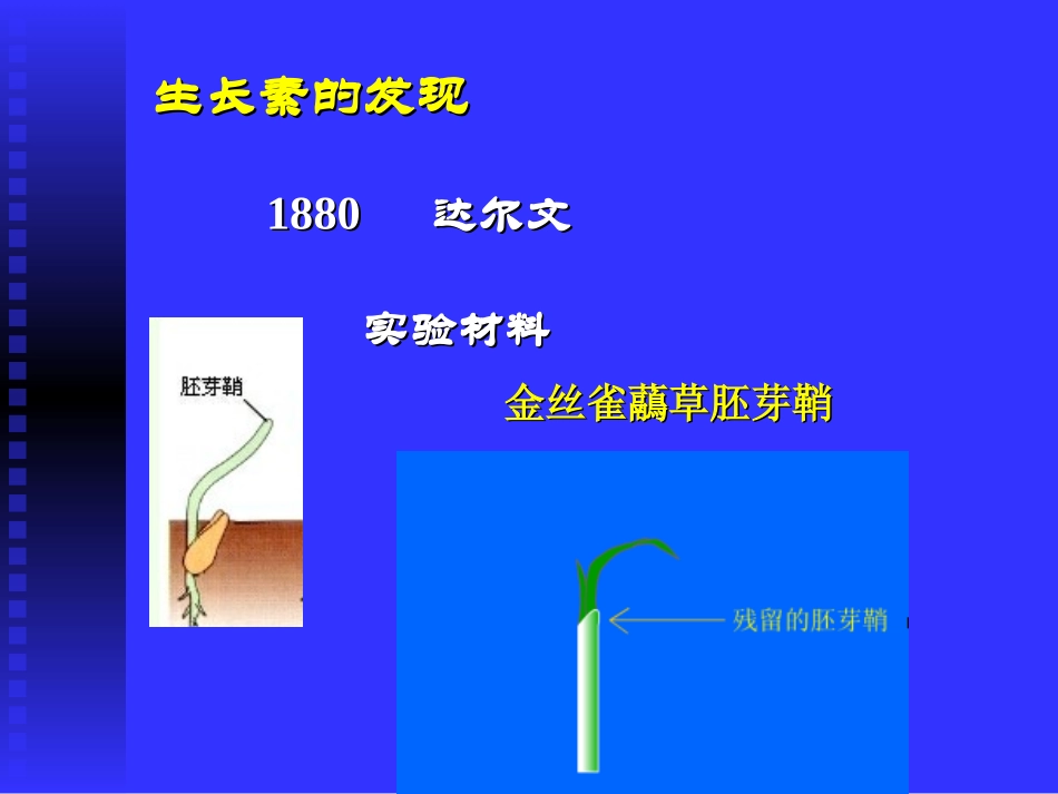 生长素的发现_第2页