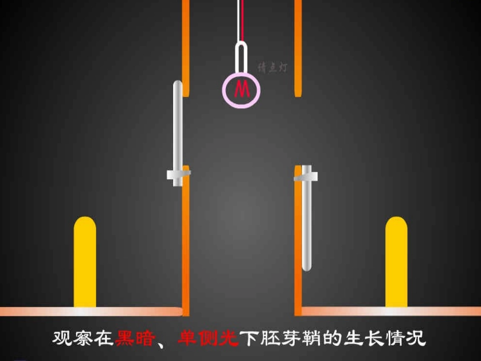 生长素的发现_第3页