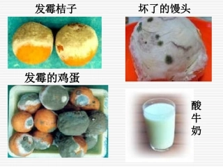 生物：第5单元第4章第1节细菌和真菌的分布课件(人教版八年级上)