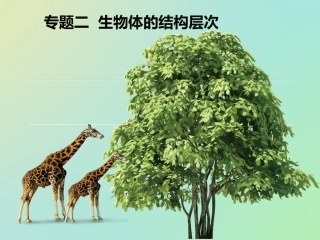 生物体的层次结构