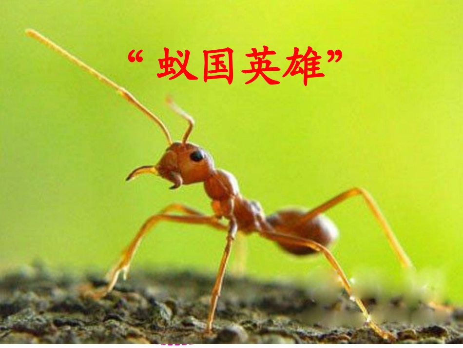 生命的壮歌课件_第1页