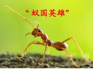 生命的壮歌课件