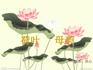 《荷叶母亲》课件（16页）