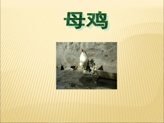 《母鸡》教学课件1