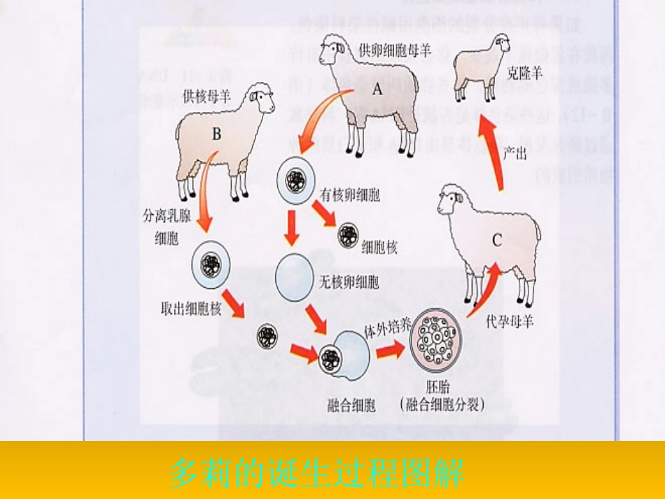 细胞核是遗传信息库_第3页