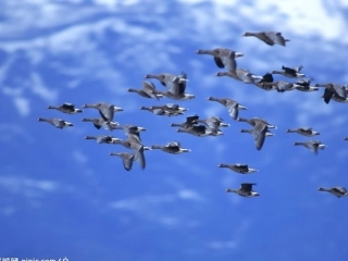 三年级秋天的图画作文指导