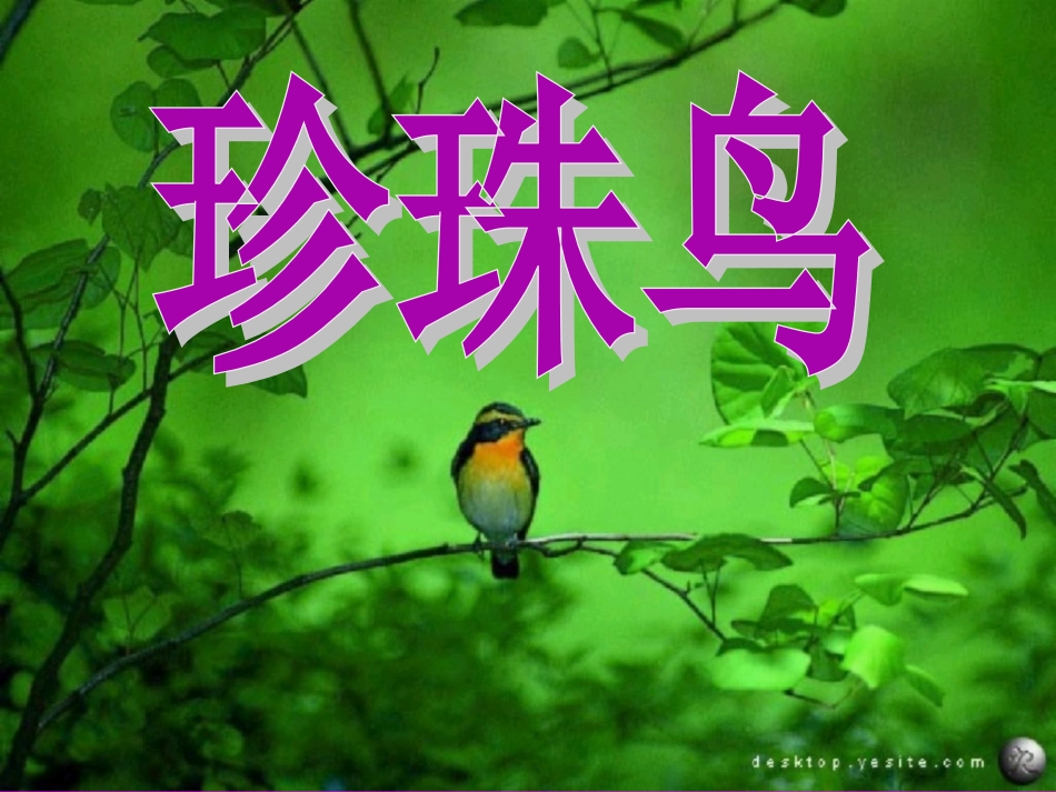 《珍珠鸟》课件2(1)_第1页
