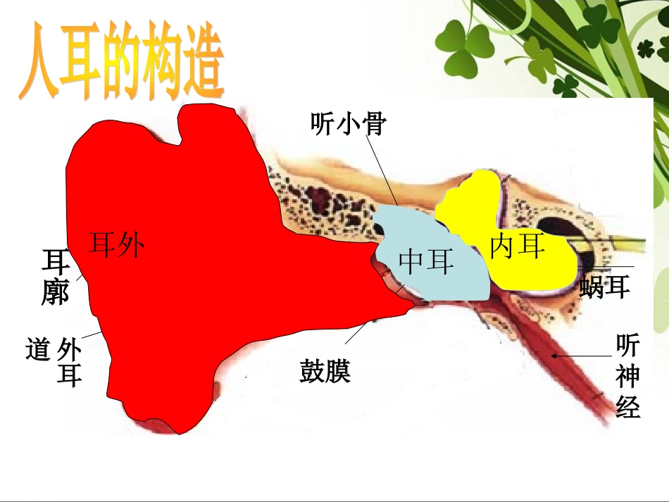 教科版科学四上《我们是怎样听到声音的》PPT课件6_第3页