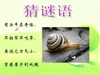 蜗牛与黄鹂鸟PPT课件表演--带动画_歌词逐条显示与音乐同步