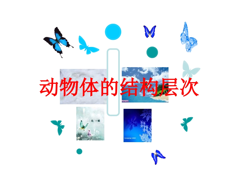 动物体的结构层次_第2页