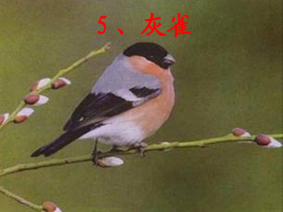 三年级上《灰雀》先学后教教学课件第一课时_第1页