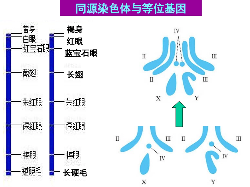 五2减数分裂和受精作用_第2页