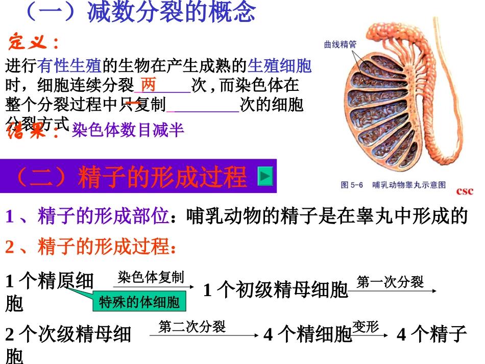 五2减数分裂和受精作用_第3页