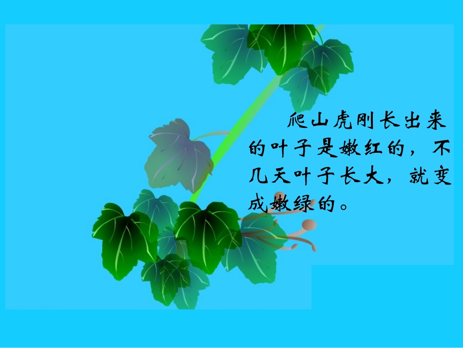 爬山虎的脚课件（杨丽娟）_第3页