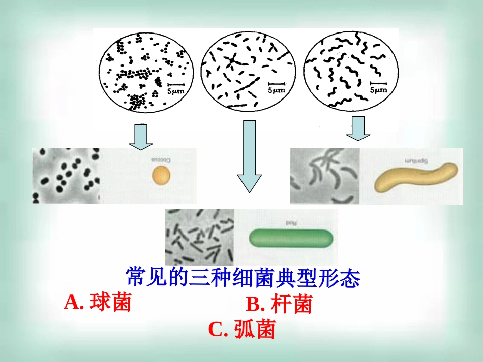 微生物实验室培养2_第2页