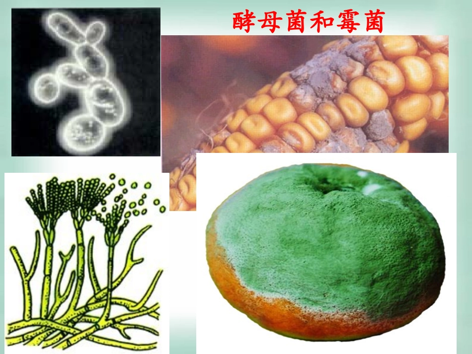 微生物实验室培养2_第3页