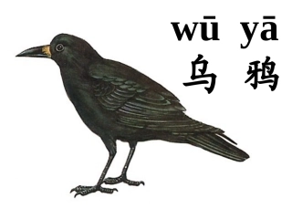 乌鸦喝水课件 (4)