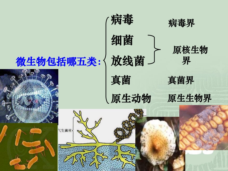 【生物】21微生物的实验室培养课件（人教版选修1）_第2页