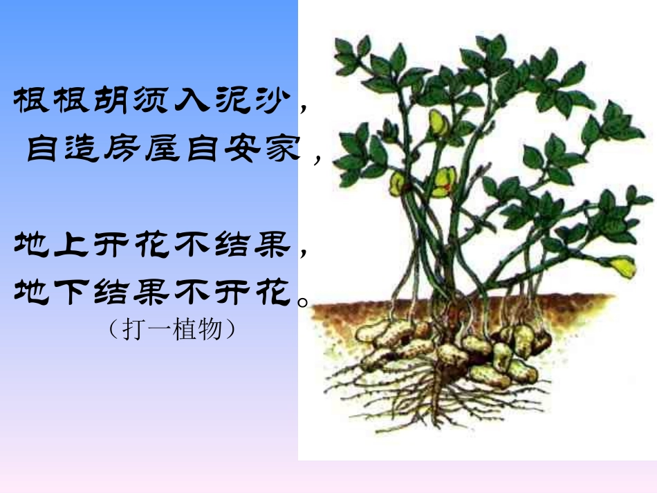 落花生 (7)_第2页