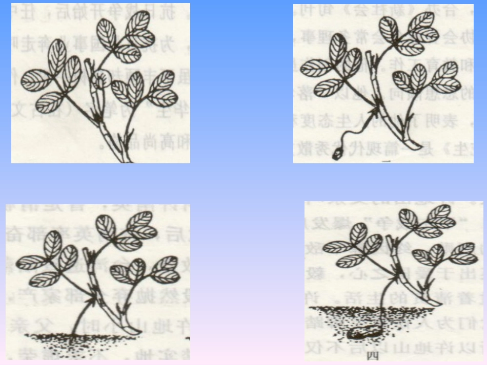 落花生 (7)_第3页