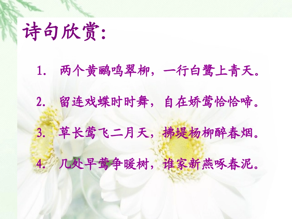 珍珠鸟课件 (3)_第2页