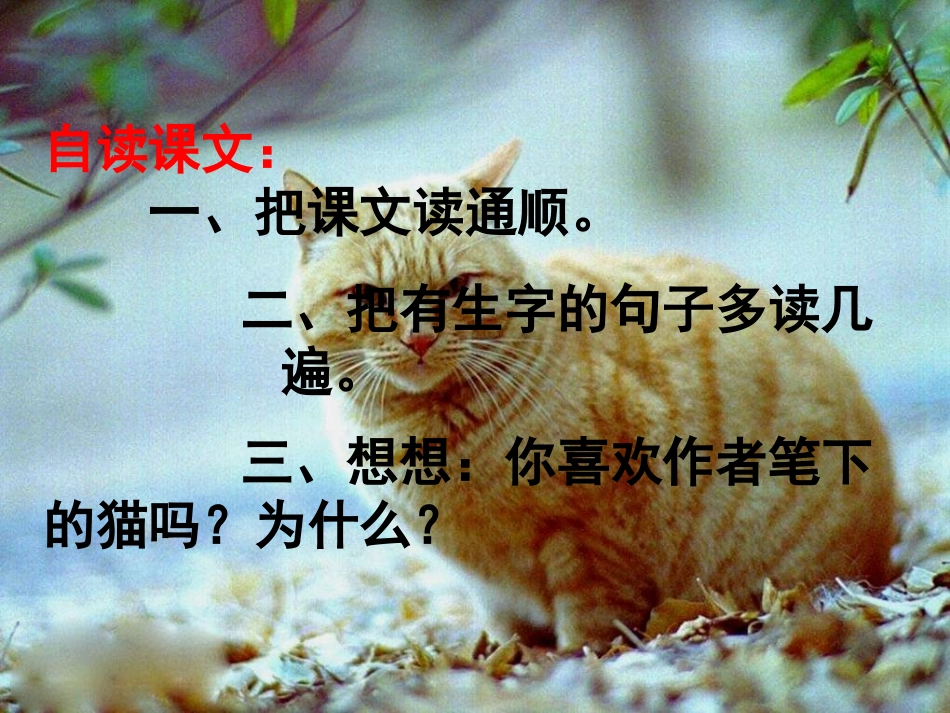 上学期《猫》PPT课件2_第3页