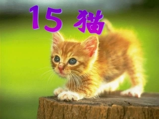 上学期《猫》PPT课件2