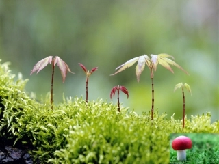 世界因生命而精彩