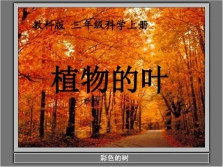 三年级科学上册_植物的叶课件_教科版