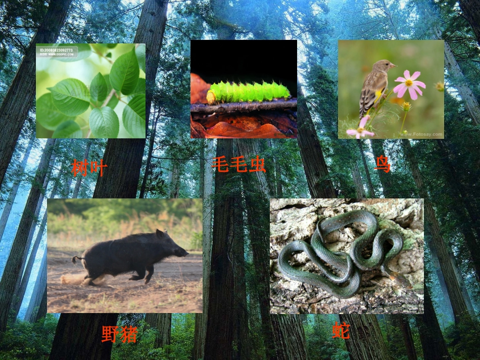 小学自然科学《食物链和食物网》PPT课件_第3页