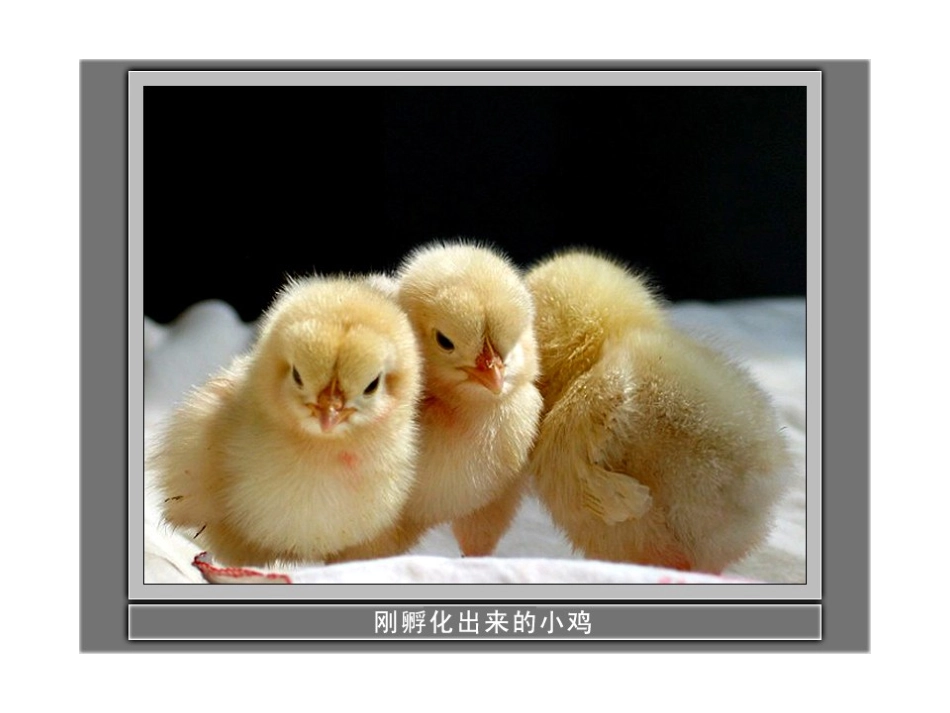 寻访小动物PPT课件_第2页