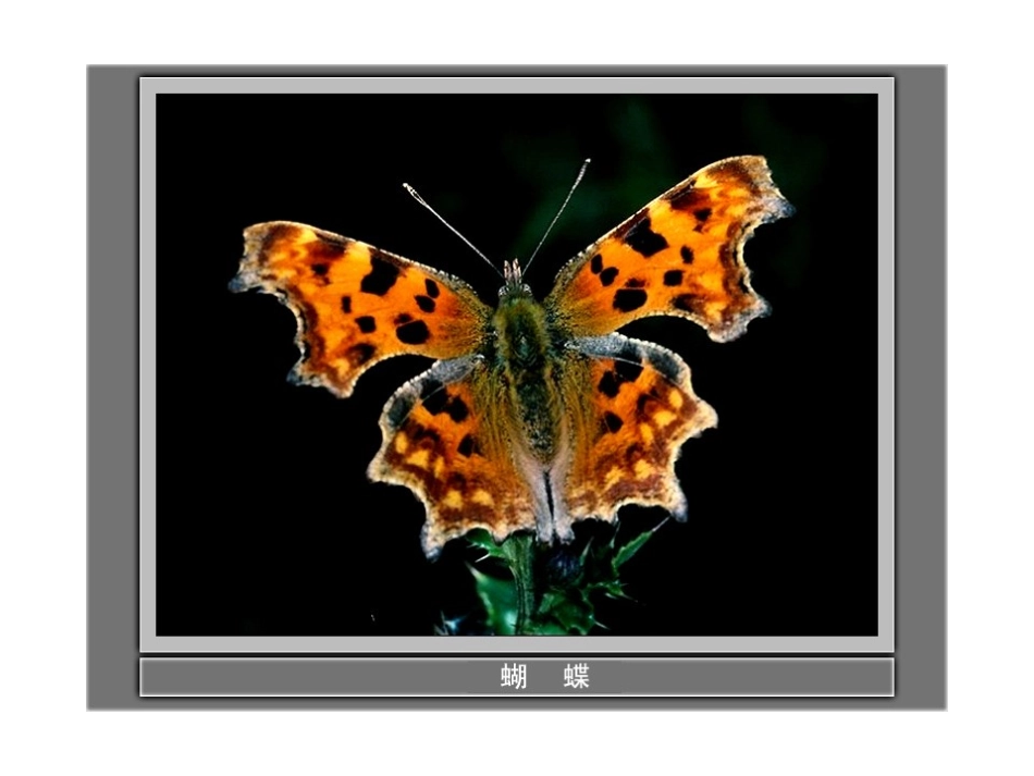 寻访小动物PPT课件_第3页