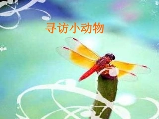 寻访小动物PPT课件