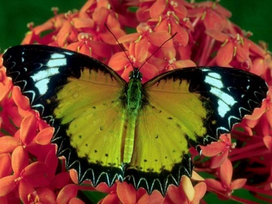 动物在生物圈中的作用_第3页