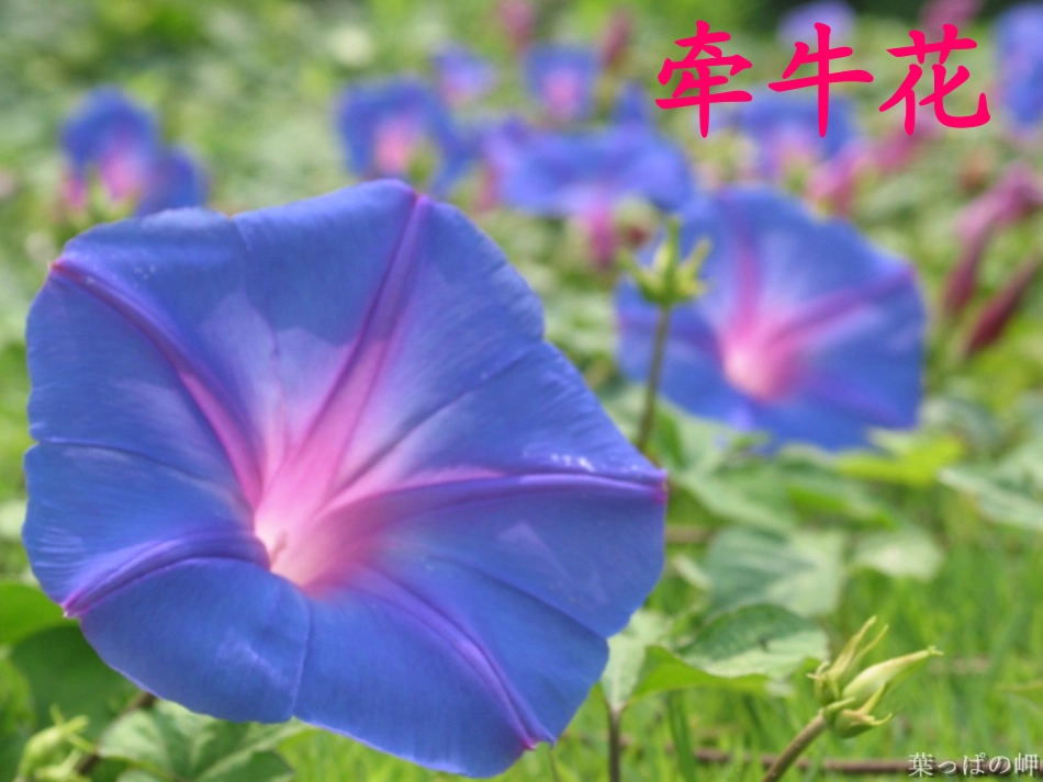 《花钟》课件 (3)_第2页