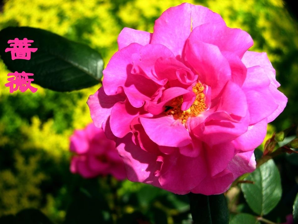 《花钟》课件 (3)_第3页