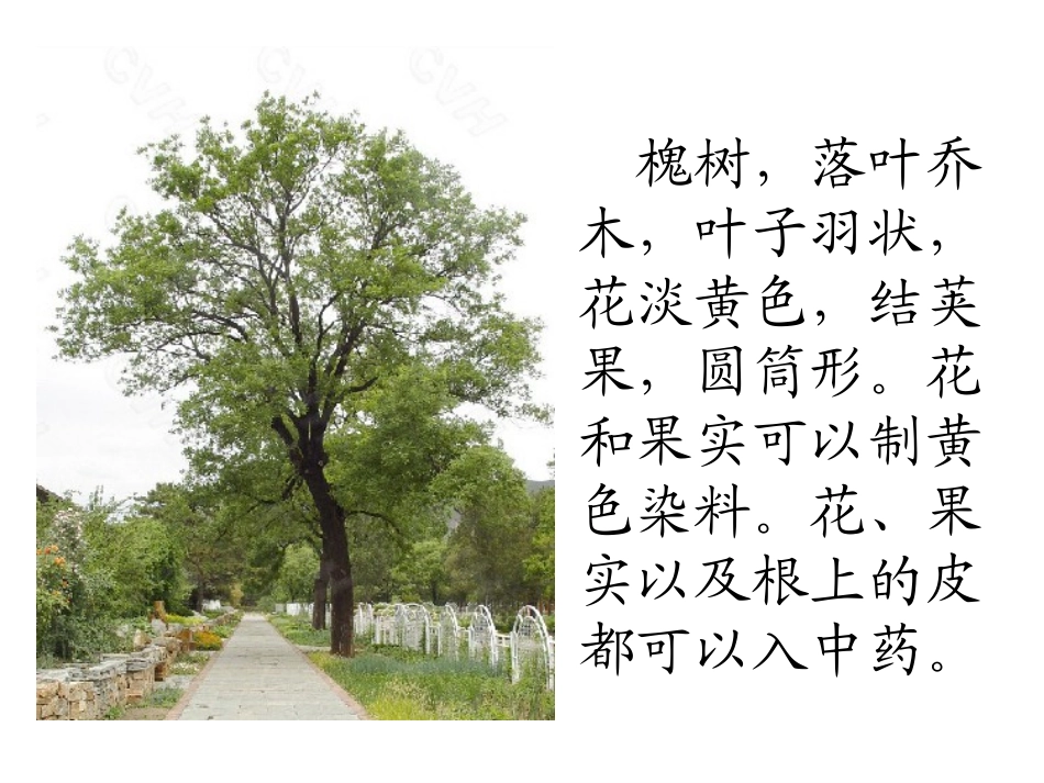 槐乡的孩子 (2)_第2页