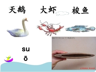 天鹅大虾和梭鱼演示文稿1