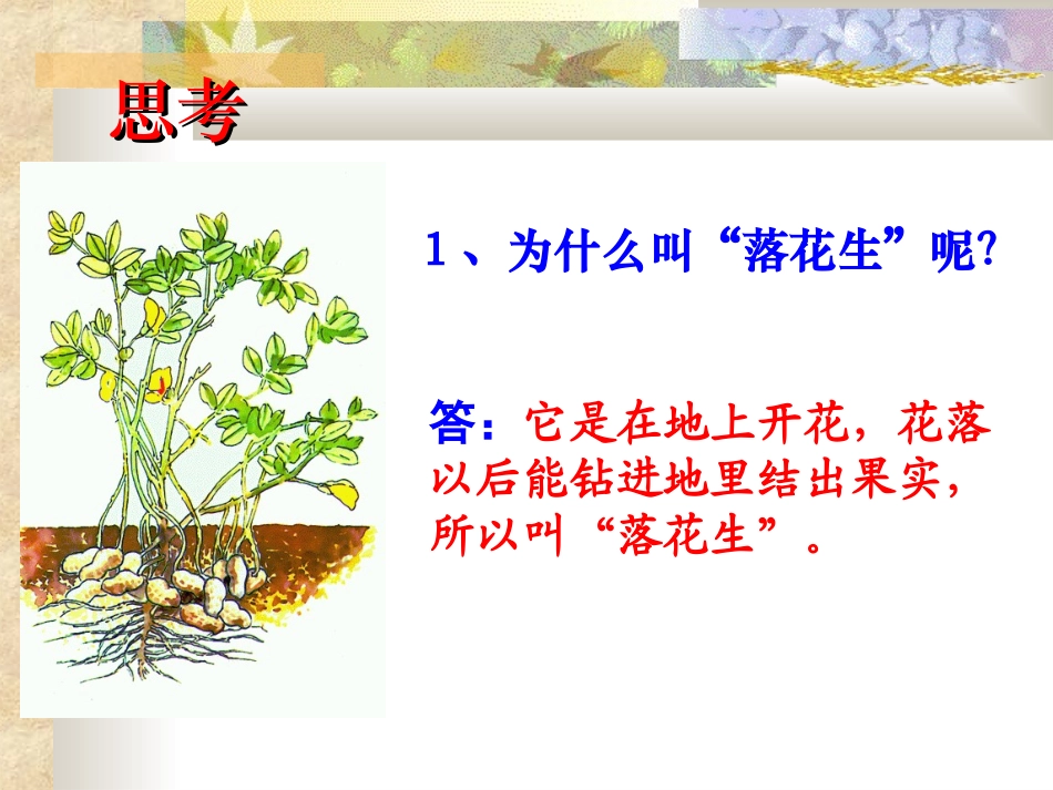 《落花生》课件 (2)_第2页