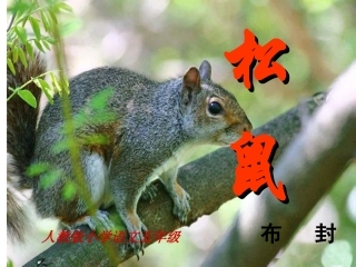 人教版小学语文五年级《松鼠》课件