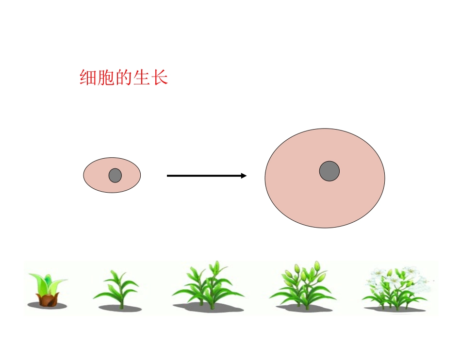 《细胞通过分裂产生新细胞》_第3页